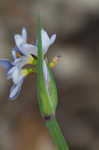 Prairie blue-eyed grass